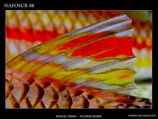 Campeonato de España de fotografía submarina.  La Vila Joiosa 2008