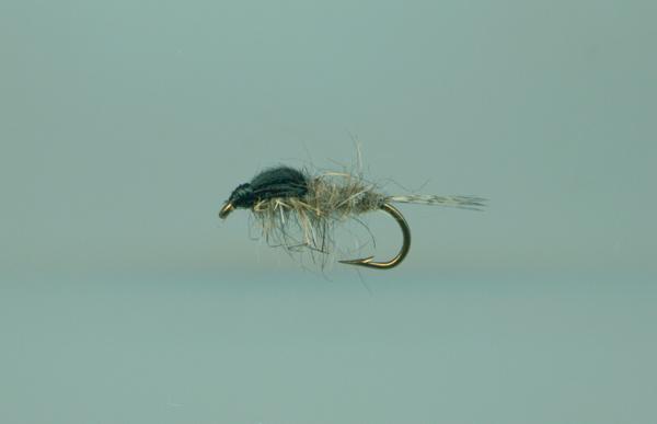 Ninfa de Oreja de Liebre Ninfa de Oreja de Liebre