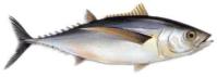 Albacora (Bonito del Norte) :: Thunnus alalunga 