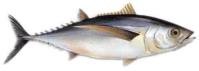 Albacora (Bonito del Norte) :: Thunnus alalunga 