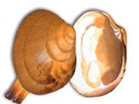 Almeja babosa :: Venerupis senegalensis 
