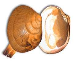 Almeja babosa :: Venerupis senegalensis Almeja babosa :: Venerupis senegalensis