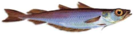 Bacaladilla :: Micromesistius poutassou Bacaladilla :: Micromesistius poutassou