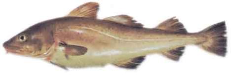 Bacalao :: Gadus morhua Bacalao :: Gadus morhua