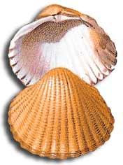 Berberecho :: Cerastoderma edule Berberecho :: Cerastoderma edule