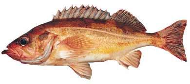 Black bass :: Sebastes melanops Black bass :: Sebastes melanops