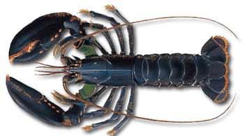 Bogavante :: Homarus gammarus Bogavante :: Homarus gammarus