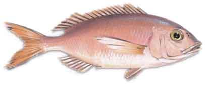 Breca :: Pagellus erythrinus Breca :: Pagellus erythrinus