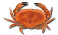 Buey de Mar :: Cancer pagurus 