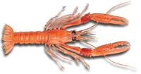 Cigala :: Nephrops norvegicus 