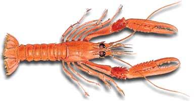 Cigala :: Nephrops norvegicus 