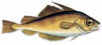 Faneca :: Trisopterus luscus