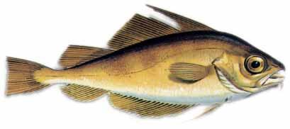 Faneca :: Trisopterus luscus Faneca :: Trisopterus luscus