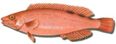 Gallano :: Labrus bimaculatus Gallano :: Labrus bimaculatus