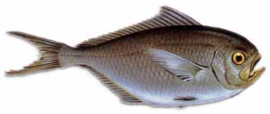 Japuta :: Brama brama Japuta :: Brama brama