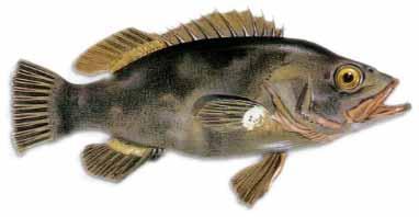 Mero :: Polyprion americanus Mero :: Polyprion americanus