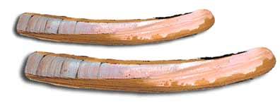 Navaja :: Ensis ensis Navaja :: Ensis ensis