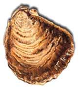 Ostra :: Ostrea edulis Ostra :: Ostrea edulis