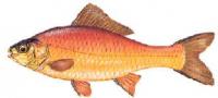 Pez rojo :: Carassius auratus 