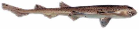 Pintarroja :: Scyliorhinus canicula Pintarroja :: Scyliorhinus canicula