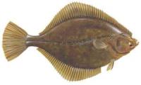 Platija :: Platichthys flessus 