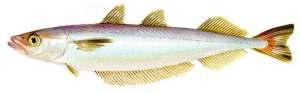 Polaca :: Micromesistius australis Polaca :: Micromesistius australis