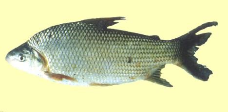 Sabalo :: Alosa alosa Sabalo :: Alosa alosa