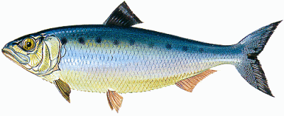 Saboga :: Alosa fallax Saboga :: Alosa fallax