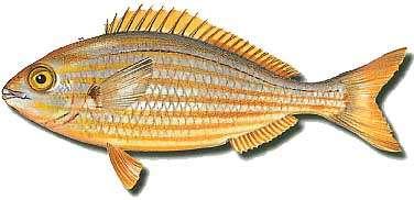 Salema :: Sarpa salpa Salema :: Sarpa salpa