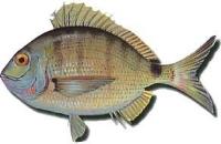 Sargo :: Diplodus Sargus