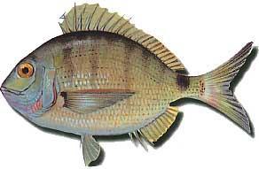 Sargo :: Diplodus Sargus Sargo :: Diplodus Sargus