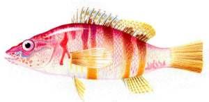 Serrano :: Serranus scriba Serrano :: Serranus scriba