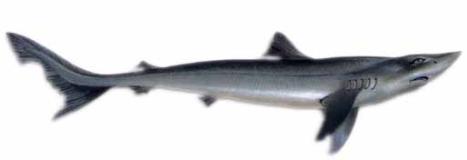 Tiburón Perro :: Galeorhinus galeus Tiburón Perro :: Galeorhinus galeus