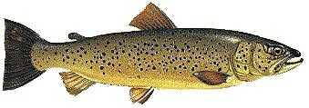 Trucha común :: Salmo trutta morpha fario Trucha común :: Salmo trutta morpha fario