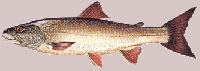 Trucha lacustre :: Salvelinus namaycush 