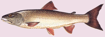 Trucha lacustre :: Salvelinus namaycush Trucha lacustre :: Salvelinus namaycush