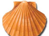 Vieira :: Pecten maximus 