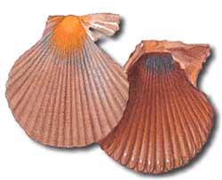 Zamburiña :: Clamys varia Zamburiña :: Clamys varia