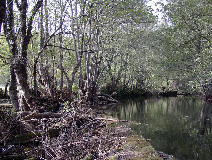 Río Neira