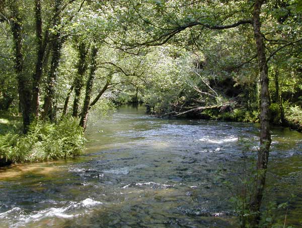 Agua y vegetación Agua y vegetación
