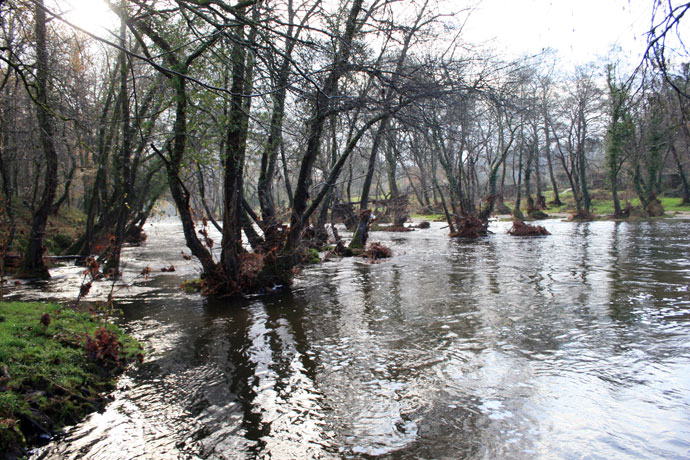 Fuerza de la naturaleza Fuerza de la naturaleza