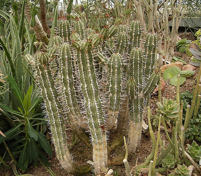 Cardón de Jandía 