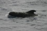 Cetaceos