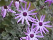 Flores del Teide