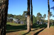 Bosque