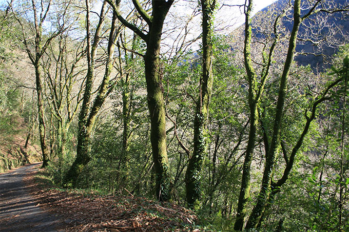 Bosque de las Fragas deo Eume Bosque de las Fragas deo Eume