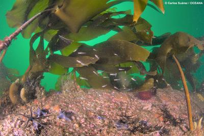 Ciencia ciudadana para proteger los últimos bosques marinos de Galicia y el Cantábrico Ciencia ciudadana para proteger los últimos bosques marinos de Galicia y el Cantábrico