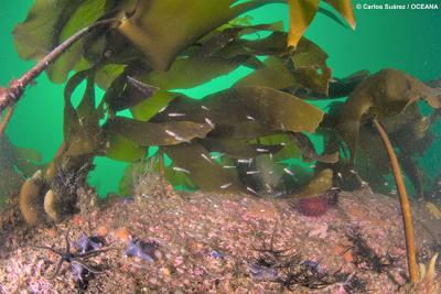 Ciencia ciudadana para proteger los últimos bosques marinos de Galicia y el Cantábrico