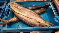 El aumento de la temperatura superficial del mar favorece el crecimiento de la llampuga El aumento de la temperatura superficial del mar favorece el crecimiento de la llampuga