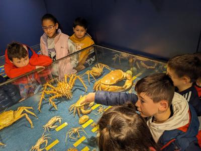El Centro Oceanográfico de Gijón llevará su trabajo a los barrios de la ciudad El Centro Oceanográfico de Gijón llevará su trabajo a los barrios de la ciudad